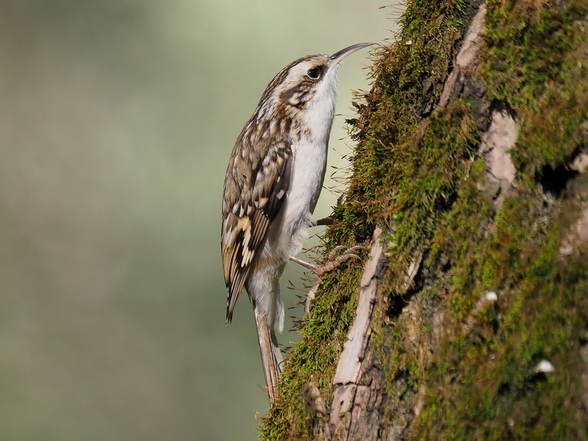 Rampichino alpestre